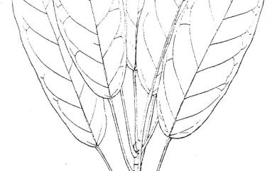 Ficus subpisocarpa Gagnep. 雀榕