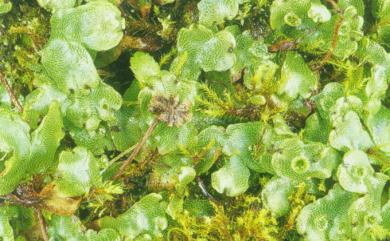 Marchantia paleacea subsp. paleacea 粗裂地錢