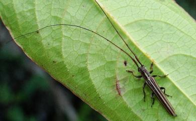 Pseudocalamobius taiwanensis Matsushita, 1931 臺灣細角瘦天牛