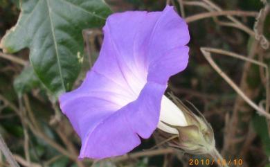 Ipomoea indica 銳葉牽牛