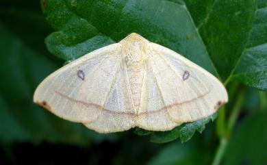 Eilicrinia flava (Moore, 1888) 圓黃尺蛾