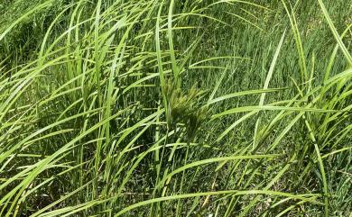 Cyperus digitatus Roxb. 恆春莎草