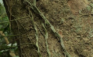 Lomariopsis boninensis Nakai 羅蔓藤蕨
