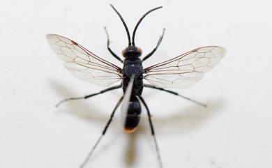 Pompilidae 蛛蜂科