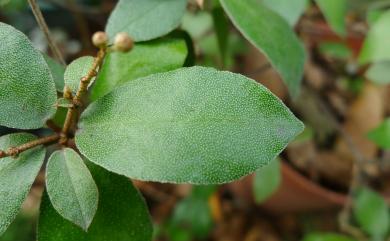 Croton cascarilloides 裏白巴豆