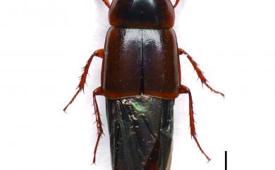 Tachinus taiwanensis Shibata, 1979