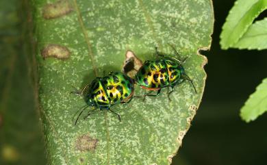 Lamprocoris lateralis (Guérin-Méneville, 1838) 紅緣亮盾蝽