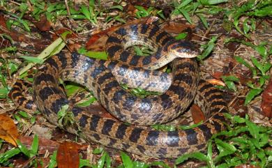 Lycodon rufozonatus Cantor, 1842 紅斑蛇