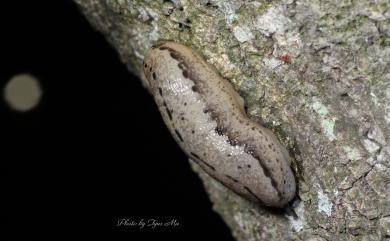 Meghimatium bilineatum (Benson, 1842) 雙線蛞蝓