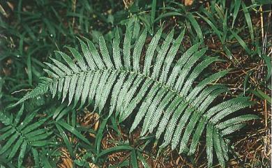 Cyclosorus truncatus (Poir.) Farw. 稀毛蕨