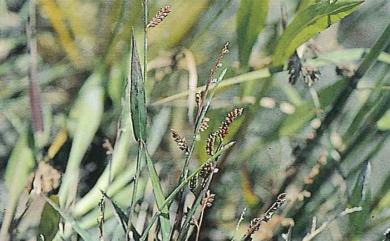 Echinochloa colona 芒稷