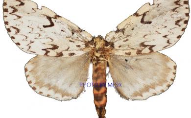 Lymantria monacha (Linnaeus, 1758) 細紋絡毒蛾