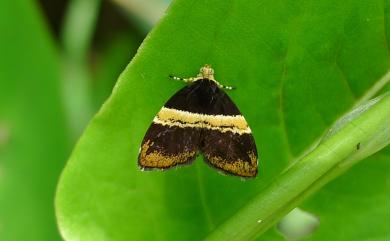 Choreutis basalis (Felder & Rogenhofer, 1875) 基紋桑舞蛾