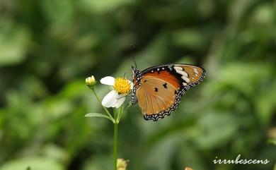 Hypolimnas misippus Linnaeus, 1764 雌擬幻蛺蝶