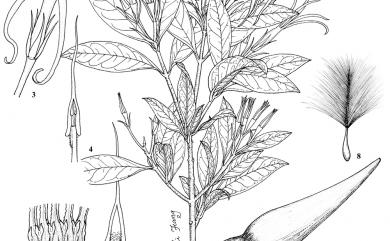 Strophanthus divaricatus Hook. & Arn. 羊角拗