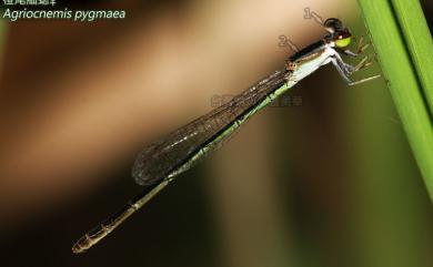 Agriocnemis pygmaea (Rambur, 1842) 橙尾細蟌