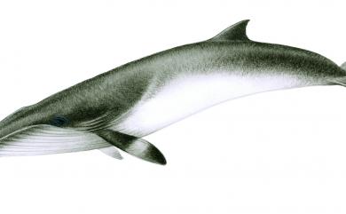 Balaenoptera acutorostrata Lacépède, 1804 小鬚鯨