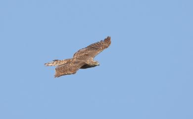 Accipiter gentilis fujiyamae (Swann & Hartert, 1923) 蒼鷹(日本亞種)