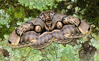 Brahmaea wallichii insulata Inoue, 1984 枯球籮紋蛾