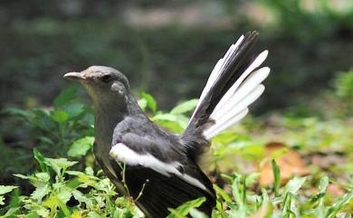 Copsychus saularis saularis (Linnaeus, 1758) 鵲鴝(大陸亞種)