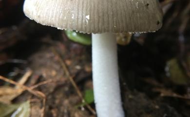 Amanita ovalispora 卵孢鵝膏菌