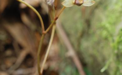 Lecanorchis virella T.Hashim. 綠皿蘭