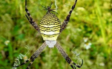 Argiope aemula Walckenaer, 1842 長圓金蛛