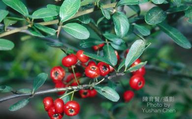 Pyracantha koidzumii (Hayata) Rehder 臺灣火刺木