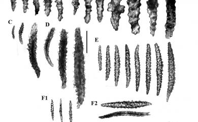 Siphonogorgia dofleini Kükenthal, 1906 德福來管柳珊瑚