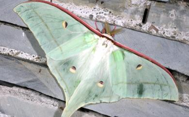 Actias ningpoana ningtaiwana Brechlin, 2012 長尾水青蛾