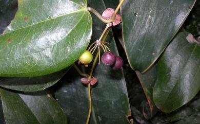 Smilax ocreata 耳葉菝葜