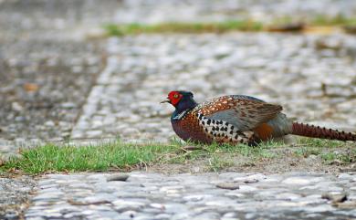 Phasianus colchicus formosanus Elliot, 1870 環頸雉(台灣特有亞種)