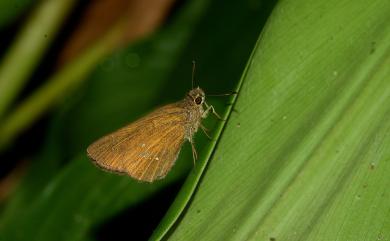 Polytremis lubricans kuyaniana 黃紋孔弄蝶