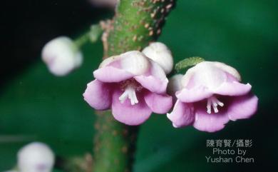 Saurauia tristyla var. oldhamii 水冬哥