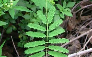 Mimosa diplotricha 美洲含羞草