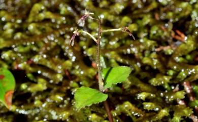 Neottia japonica 小雙葉蘭
