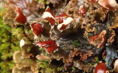 Peltigera praetextata (Flk. ex Sommerf.) Zopf 裂芽地衣