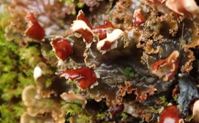 Peltigera praetextata