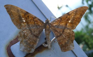 Amblychia angeronaria Guenée, 1857 白斑褐尺蛾