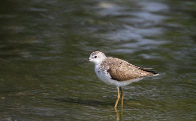 Tringa stagnatilis (Bechstein, 1803) 小青足鷸