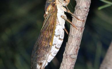 Taiwanosemia hoppoensis (Matsumura, 1907) 北埔蟬