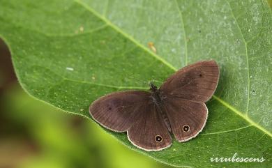 Ypthima multistriata Butler, 1883 密紋波眼蝶