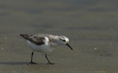 Calidris alba alba (Pallas, 1764) 三趾濱鷸