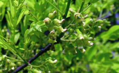 Dalbergia hupeana 黃檀