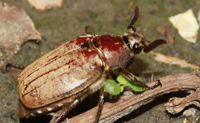 Melolontha insulana (Moser, 1918) 臺灣粉吹金龜