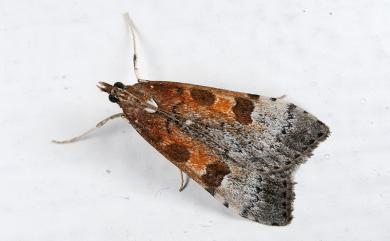 Udea stigmatalis tayulingensis Heppner, 2005 大禹嶺紅痣纓突野螟