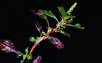 Amaranthus lividus 凹葉野莧菜