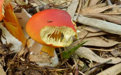 Amanita caesarea 橙蓋鵝膏