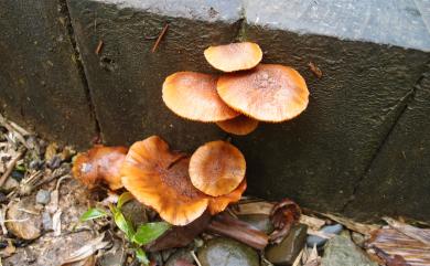 Gymnopilus aeruginosus 綠褐裸傘