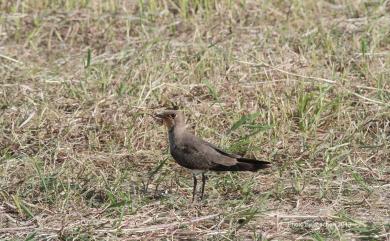 Glareola maldivarum Forster, 1795 燕鴴